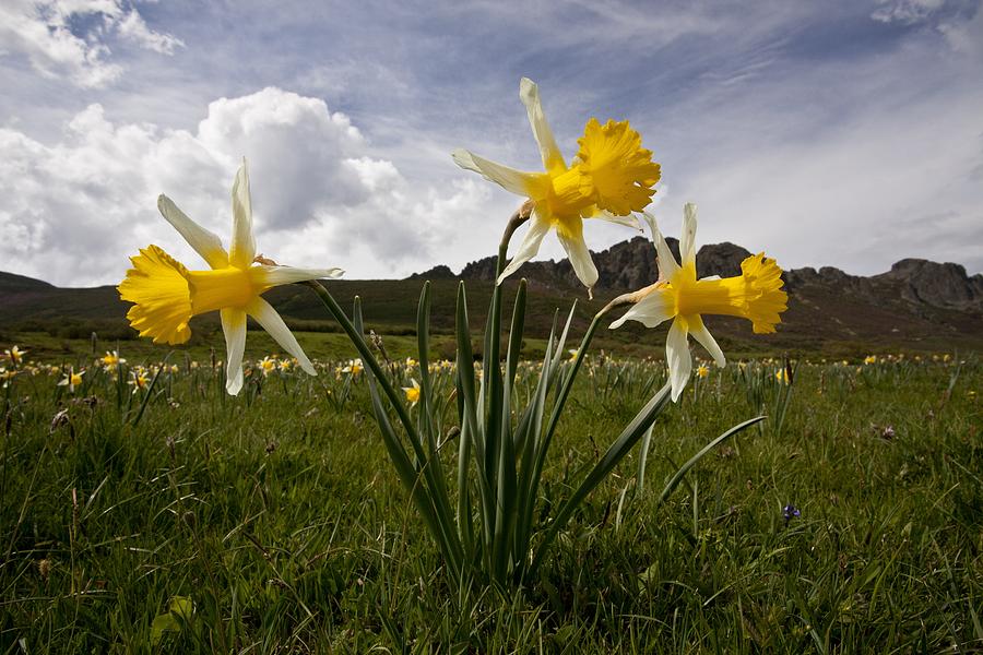 Spring Photograph - Narcissus pseudonarcissus ssp. Nobilis by Science Photo Library