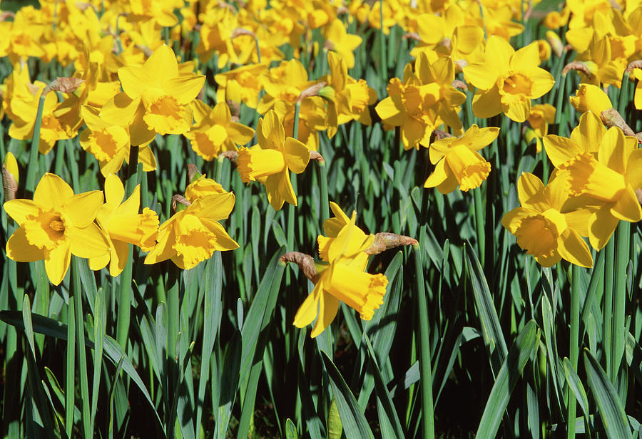 Narcissus Saint Keverne Photograph by Adrian Thomas/science Photo ...