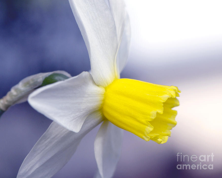 Narcissus Photograph by Sharon Talson