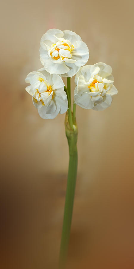 Narcissus Soft Photograph by Lutz Baar