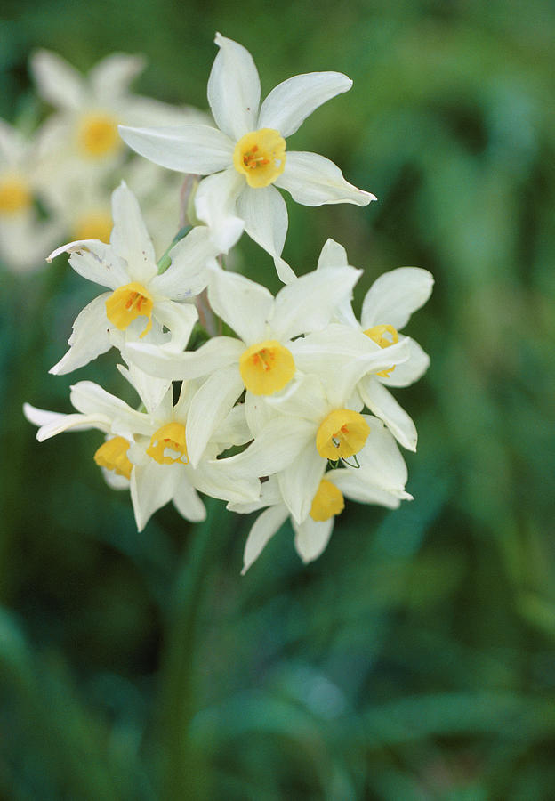 Narcissus Tazetta Photograph by Irene Windridge/science Photo Library