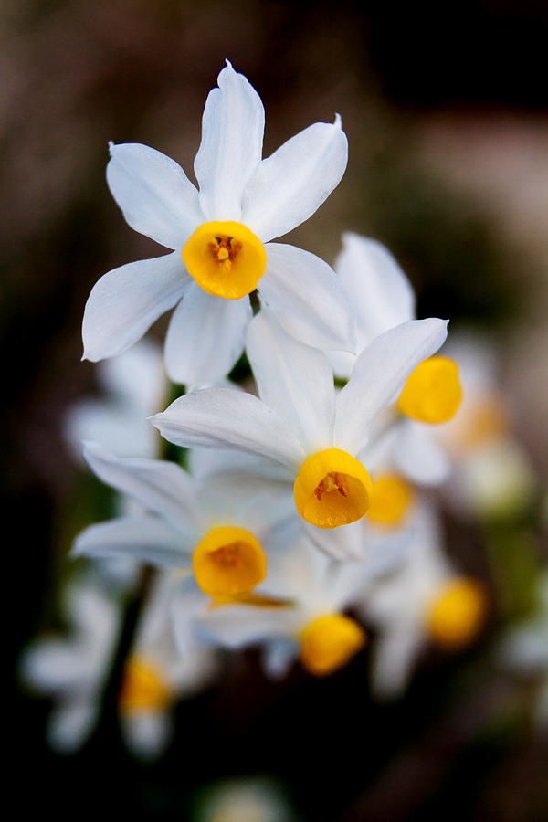 Narcissus Tazetta Photograph