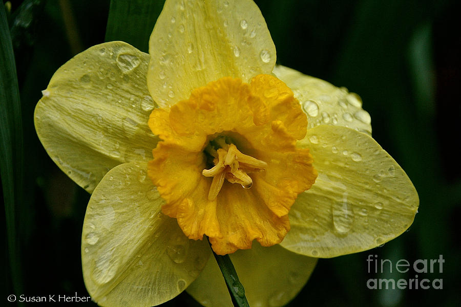 Narcissus Tears Photograph by Susan Herber