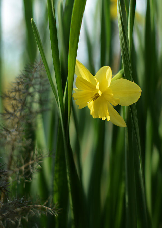 Narcissus Tripartite with Bronze Fennel Photograph by Rebecca Sherman