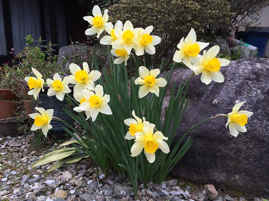 Narcissus Photograph by Yoshikazu Yamaguchi