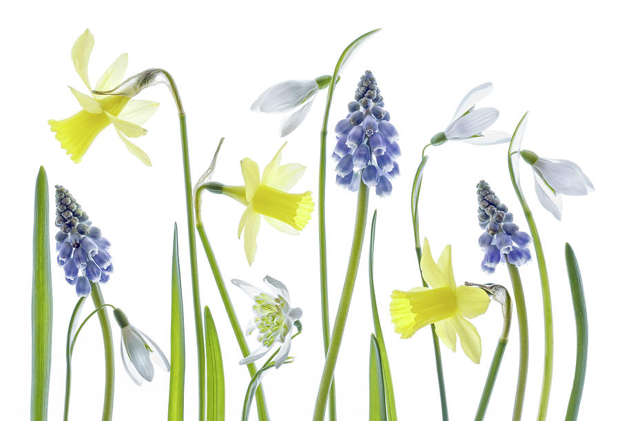 Narcissus,snowdrops And Muscari Flowers Photograph by Mandy Disher Photography