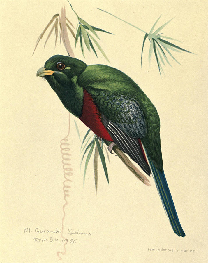John James Audubon Painting - Narina Trogon by Dreyer Wildlife Print Collections 