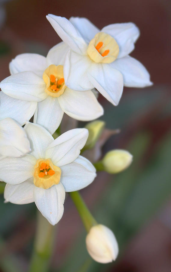 Narissus Flowers Photograph by Ester McGuire
