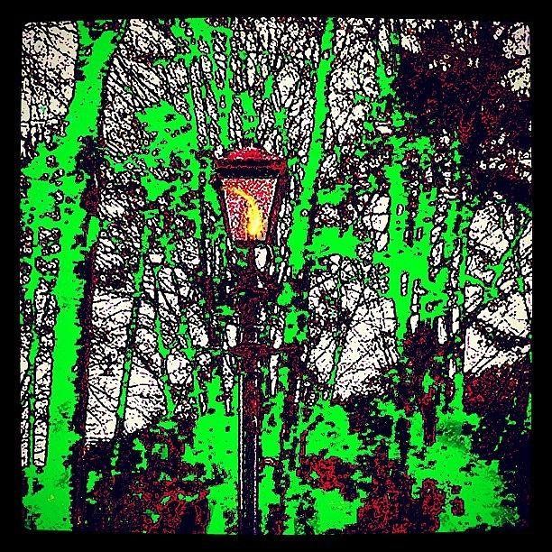Tree Photograph - Narnian Lamp by Urbane Alien