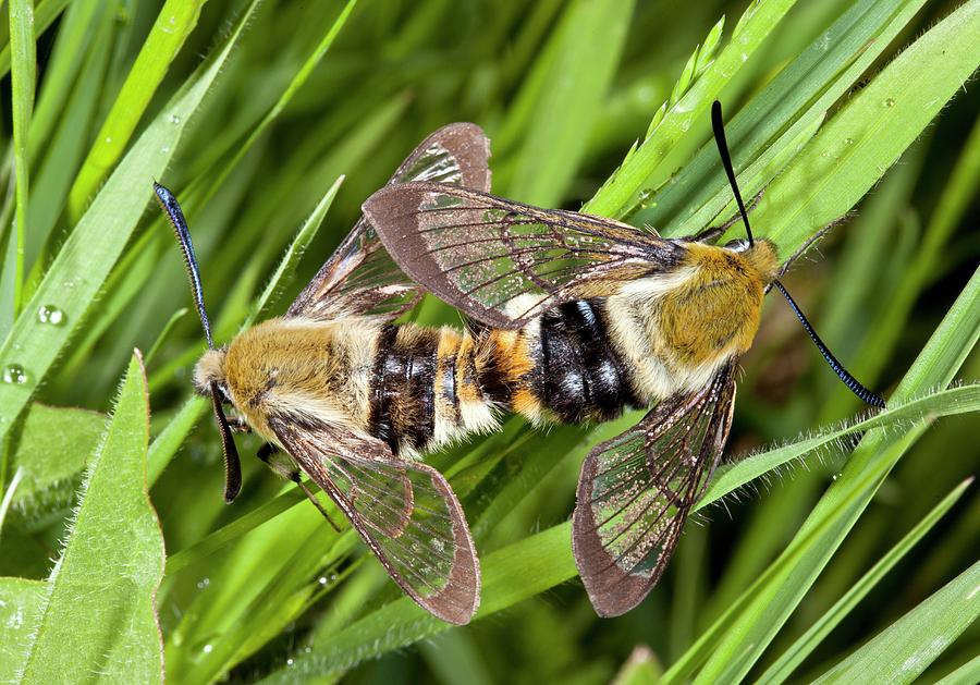 Narrow-bordered Bee Hawk-moths Mating Photograph By Bob Gibbons - Fine ...