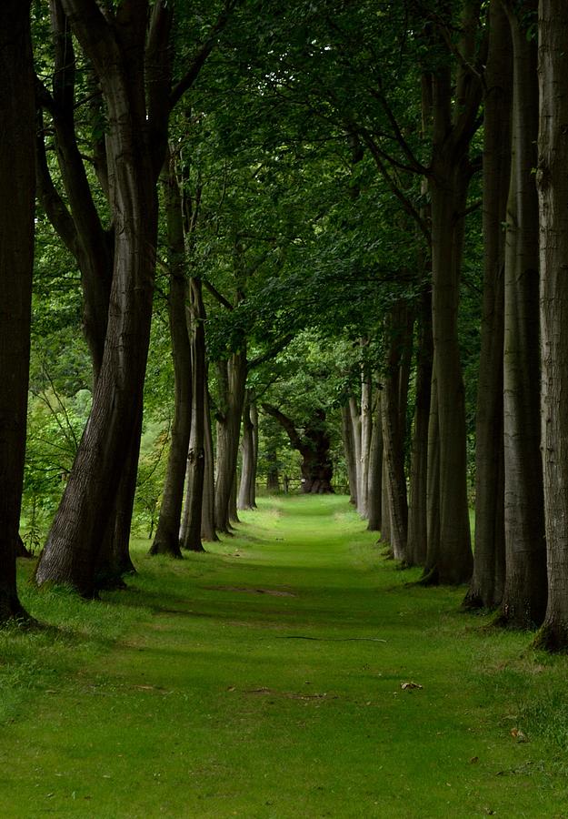 Narrow Tree Path Photograph by Scott Lyons