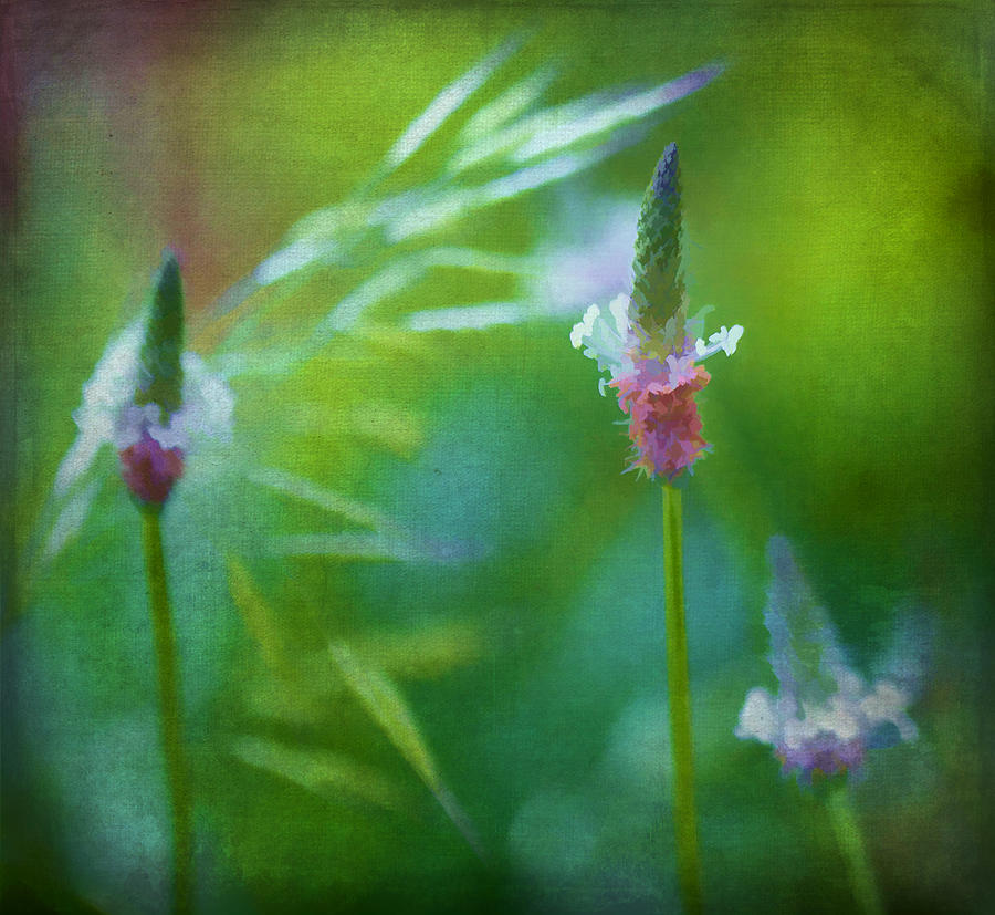 Narrowleaf Plantain Watercolor Photograph by Kathy Clark