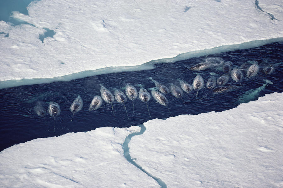 Narwhal Group In Ice Break Photograph by Flip Nicklin