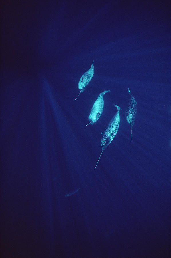 Narwhal Pod Underwater Photograph by Flip Nicklin