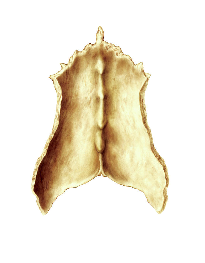 Nasal Bone By Asklepios Medical Atlas 8772