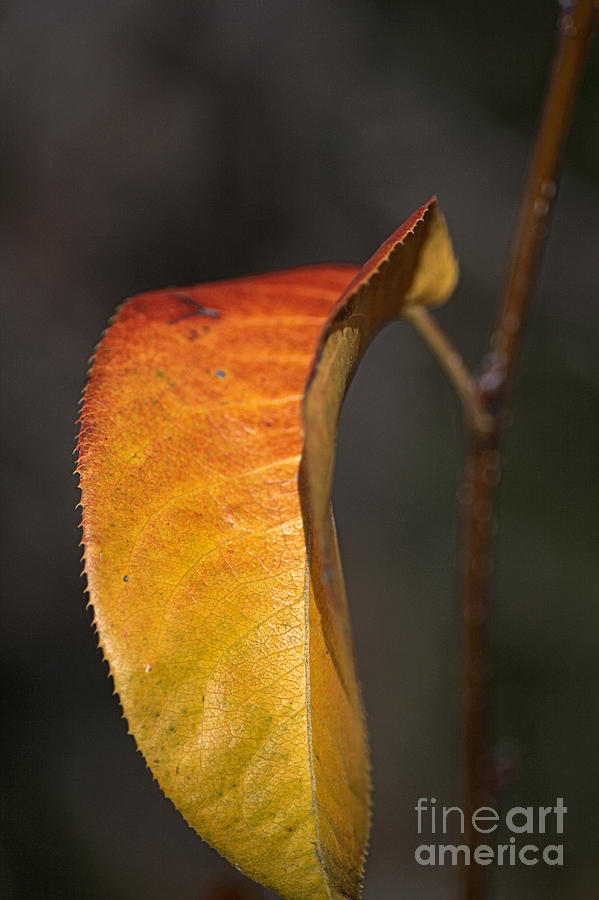 Nashi Leaf Photograph by Joy Watson
