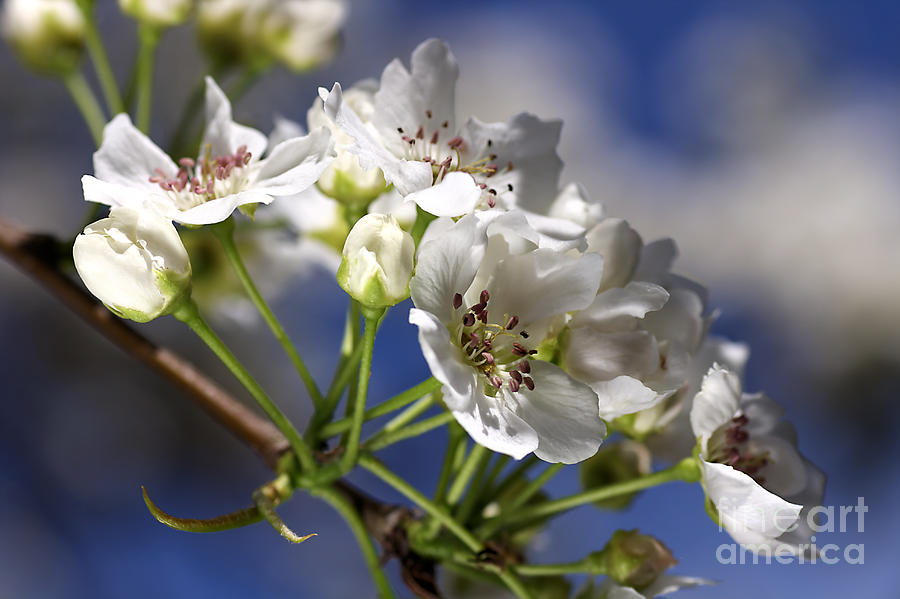 Flower Photograph - Nashi Pear by Joy Watson