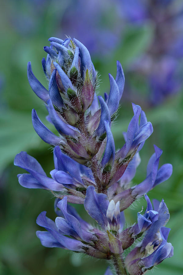 Nashville Breadroot Photograph by Daniel Reed