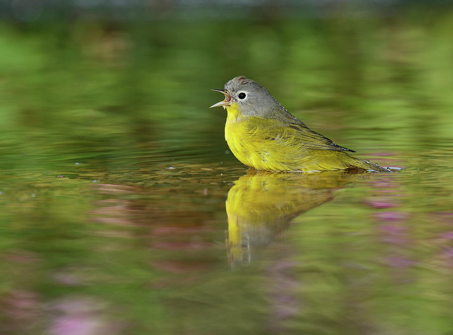 Spring Photograph - Nashville Warbler Bathing In Pond, Hill by Rolf Nussbaumer