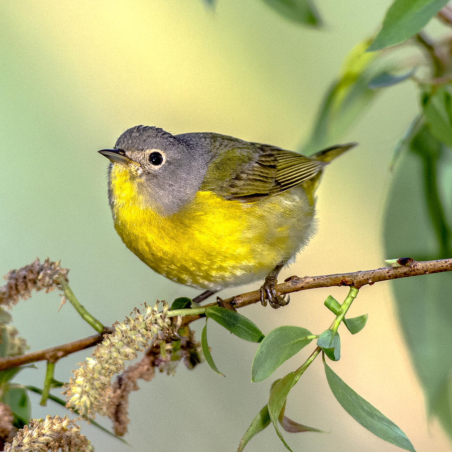 Nashville Warbler Photograph by Dave Whited - Fine Art America