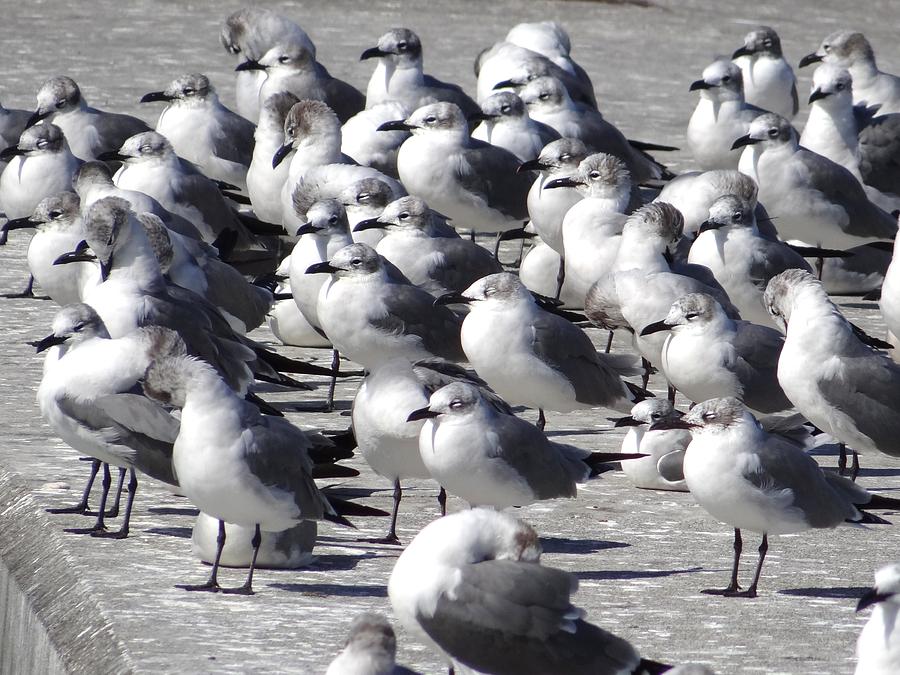Nassau Seagulls Photograph by Keith Stokes