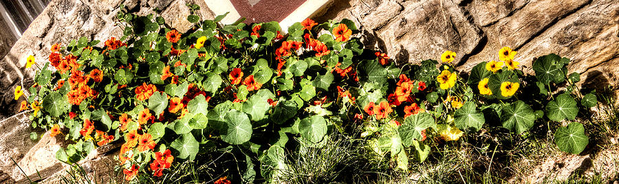 Nasturtium against the wall Photograph by Weston Westmoreland