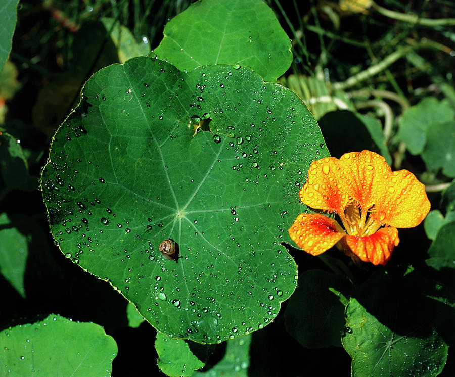 Summer Photograph - Nasturtium Leaf And Flower by Adam Hart-davis/science Photo Library