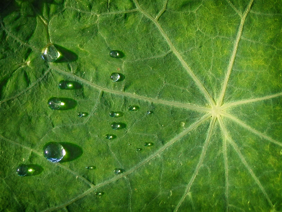 Nasturtium Leaf Detail Photograph by Michelle Sixta | Fine Art America