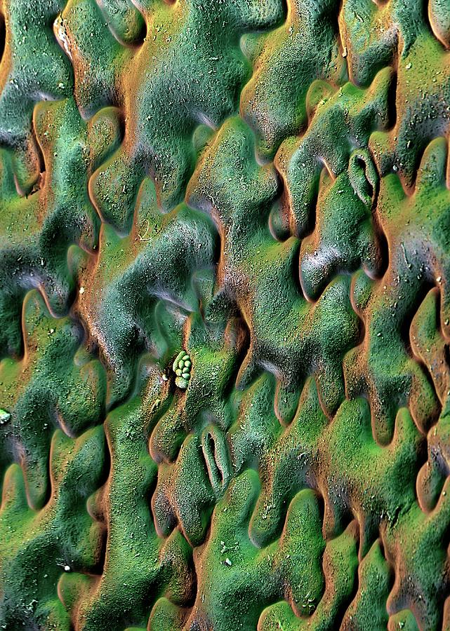 Nature Photograph - Nasturtium Leaf Surface by Stefan Diller