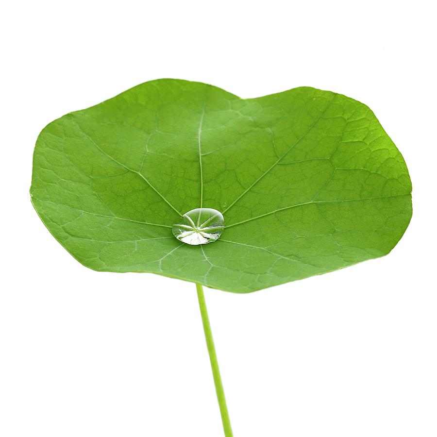 Nasturtium Leaf With Water Droplet Photograph by Science Photo Library ...