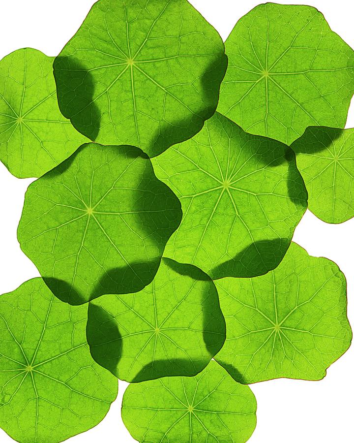 Abstract Photograph - Nasturtium Leaves by Gustoimages/science Photo Library