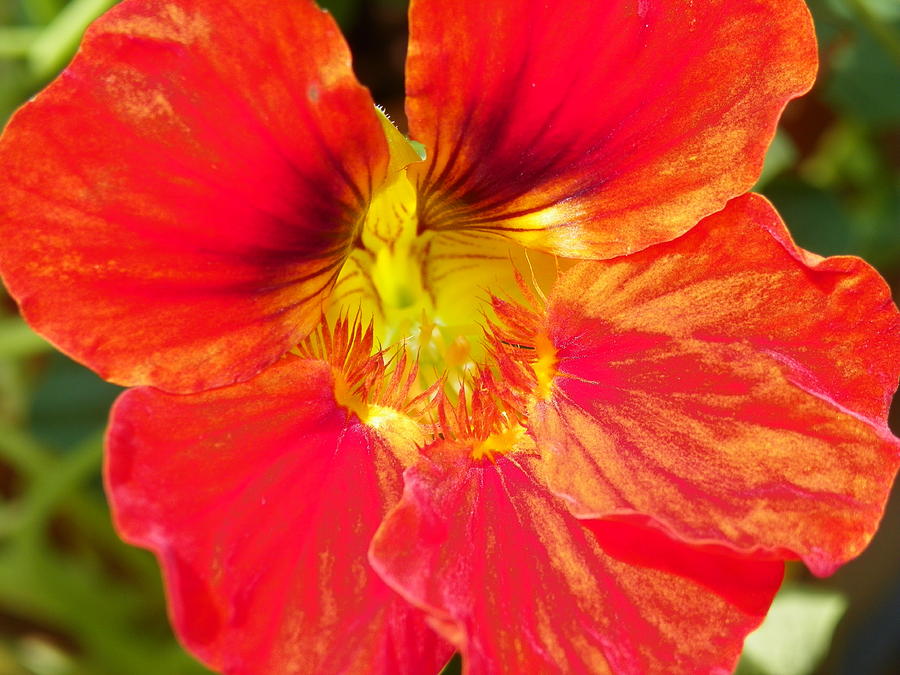 Nasturtium Red Photograph by Gene Cyr - Fine Art America