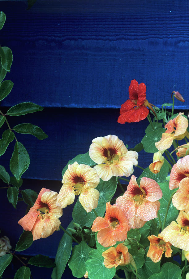 Summer Photograph - Nasturtium (tropaeolum Majus) Flowers by Andrew Ackerley/science Photo Library
