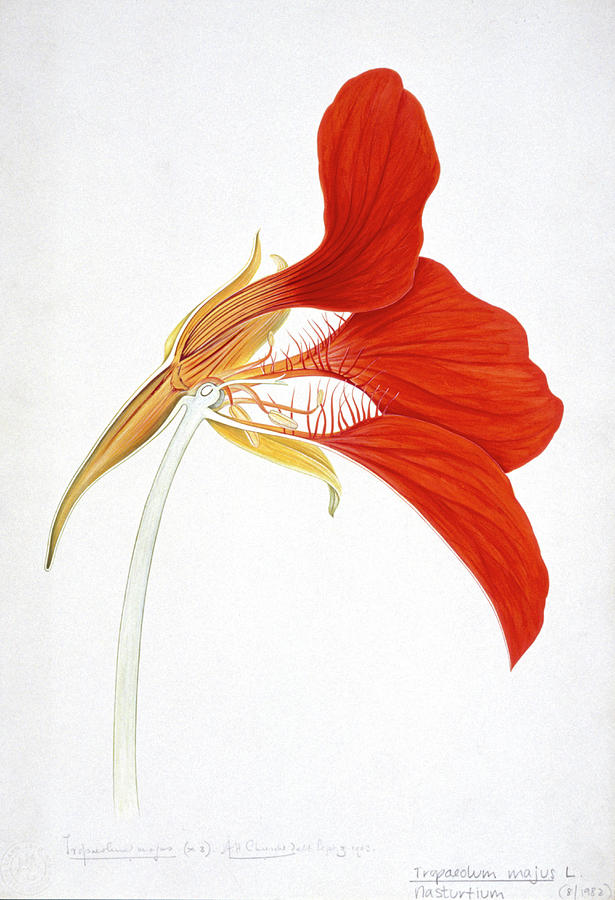 Flower Photograph - Nasturtium (tropaeolum Majus) by Natural History Museum, London/science Photo Library