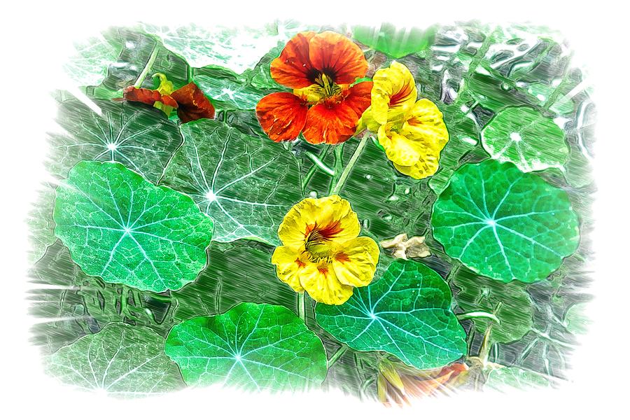 Nasturtiums Photograph by Constantine Gregory
