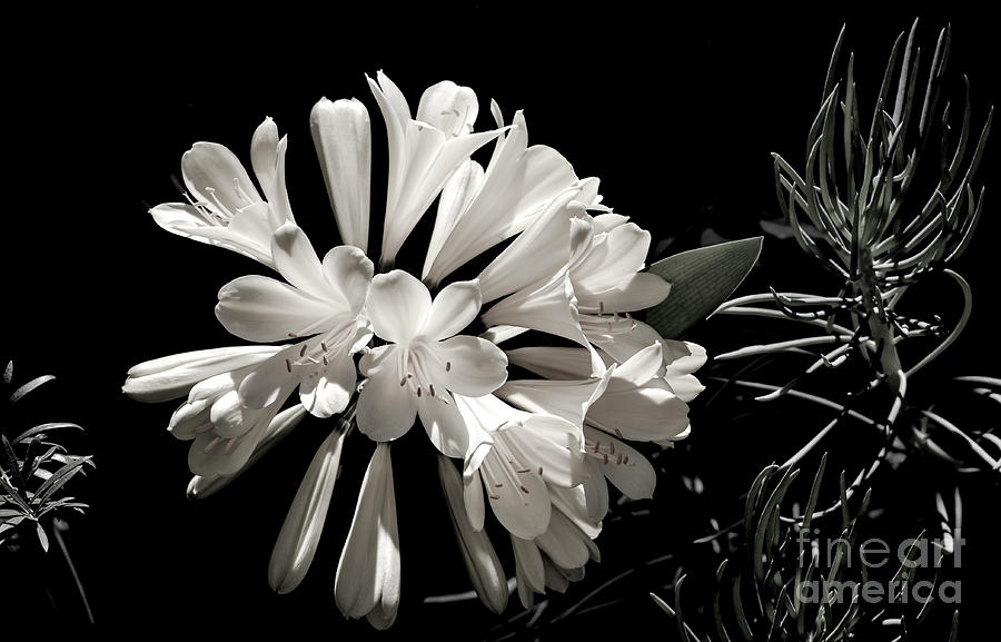 Natal Lily in Black and White Photograph by Julie Palencia