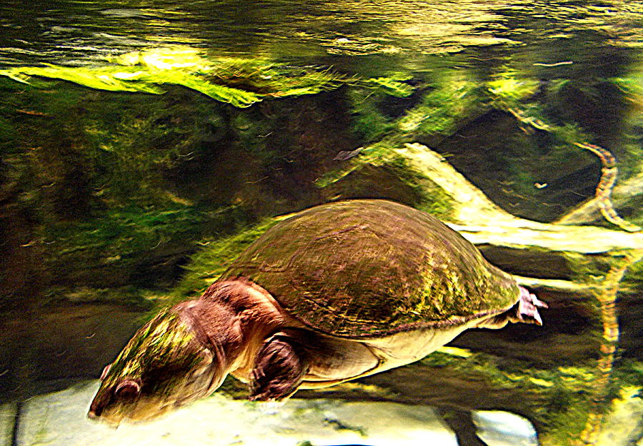 National Baltimore Aquarium Snapping Turtle Photograph by Pamela Hyde Wilson