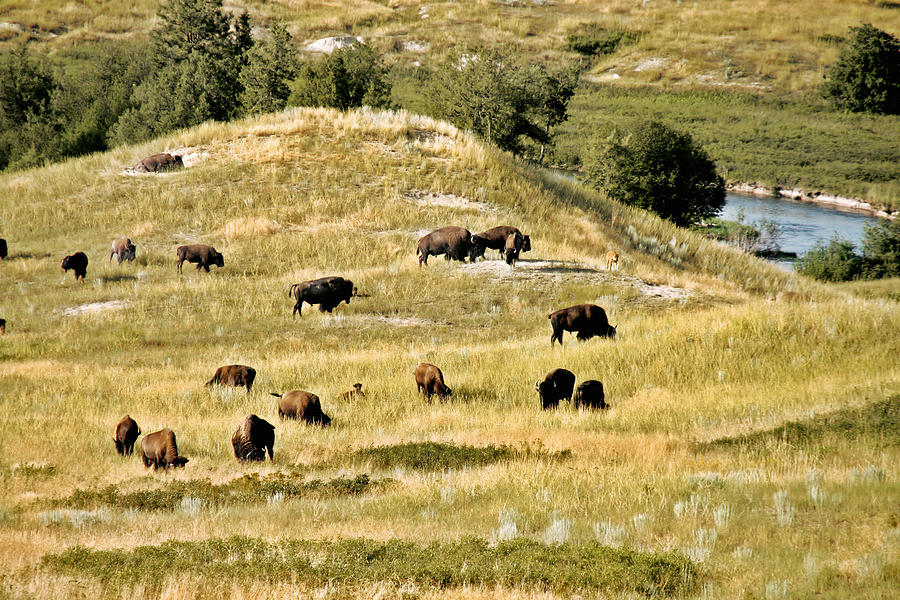 Bison Photograph - National Bison Range Moiese MT by Alexandra Till
