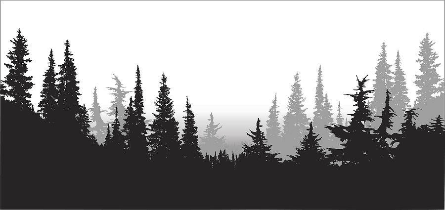 National Forest Pines Drawing by A-Digit
