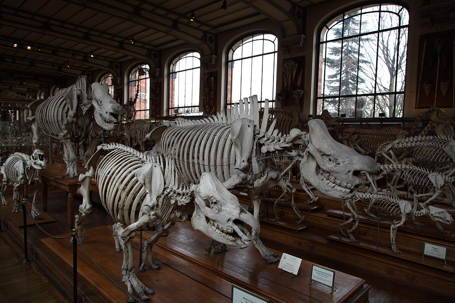 Natural museum перевод. Национальный музей естественной истории Париж. Музей естественной истории Париж зоопарк. Ламарк национальный музей естественной истории Париж. Музей естествознания в Париже.