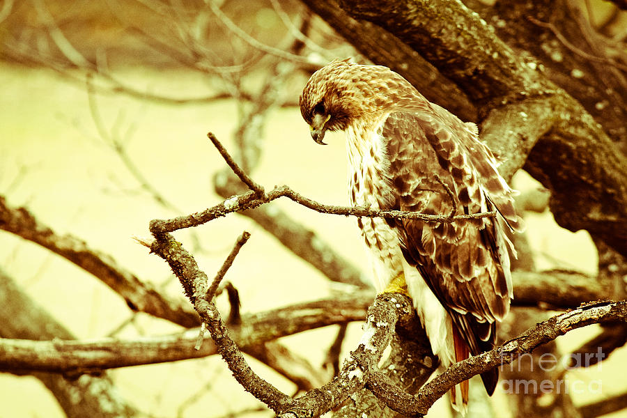 Hawk Photograph - National Park by Patrick Rodio