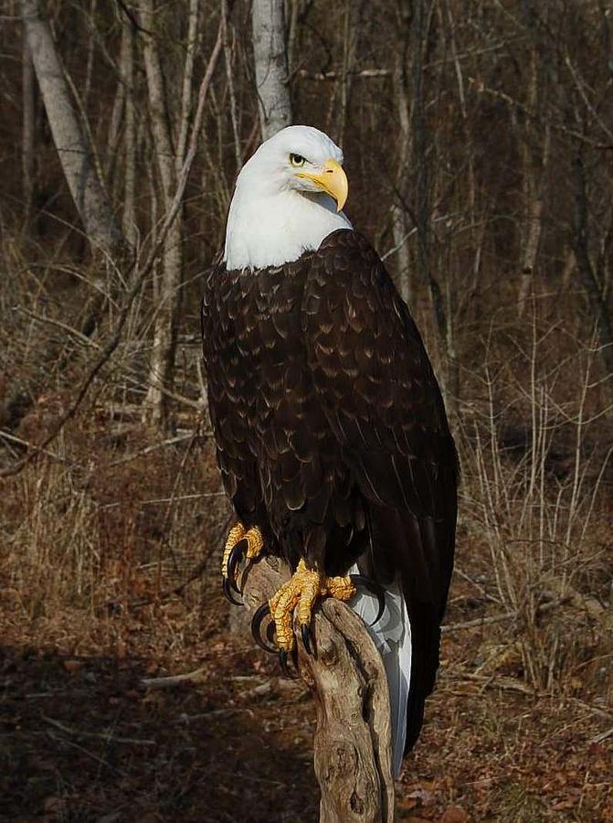 National Treasure Sculpture by Jim Day - Fine Art America