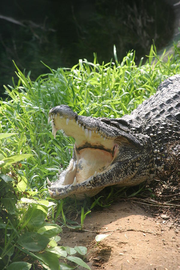 flip a zoo alligator