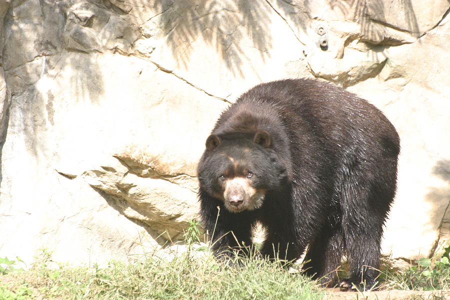 Animal Photograph - National Zoo - Bear - 12121 by DC Photographer