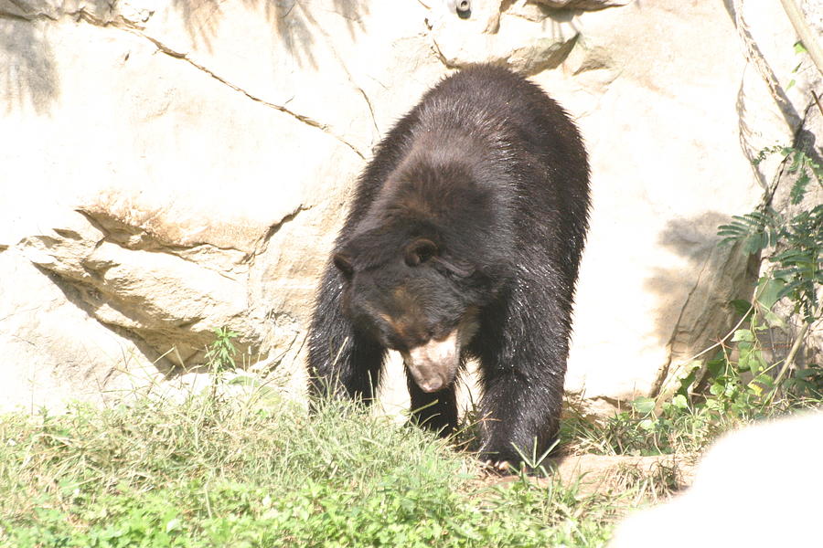 Animal Photograph - National Zoo - Bear - 12122 by DC Photographer