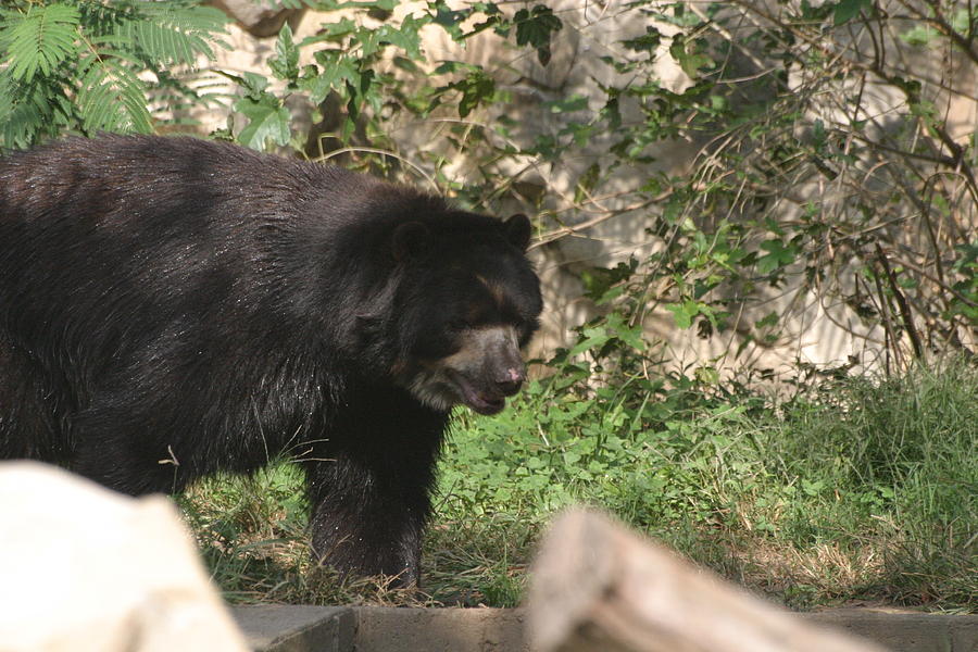 Animal Photograph - National Zoo - Bear - 12124 by DC Photographer