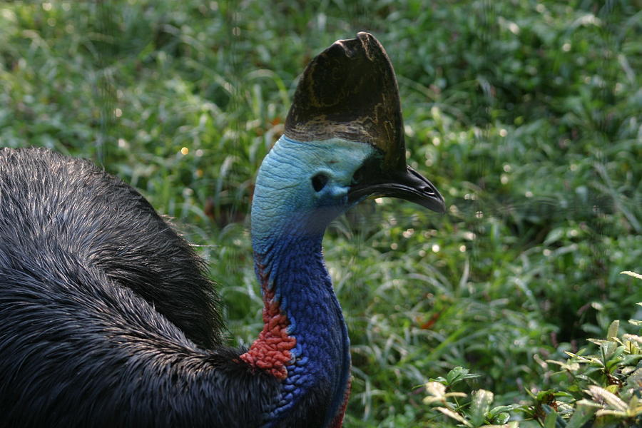 National Zoo - Birds - 121213 Photograph by DC Photographer - Fine Art ...