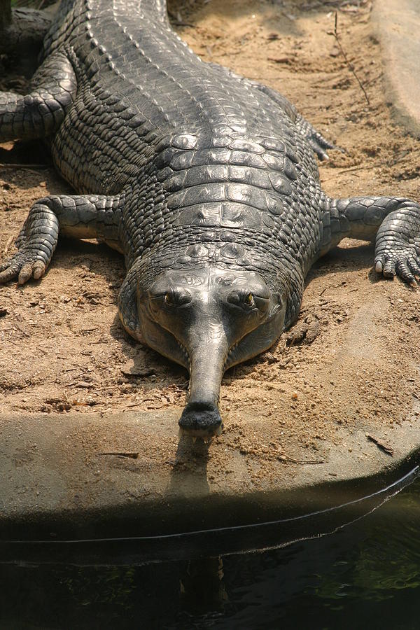 National Zoo - Crocodile - 12121 Photograph By DC Photographer - Fine ...