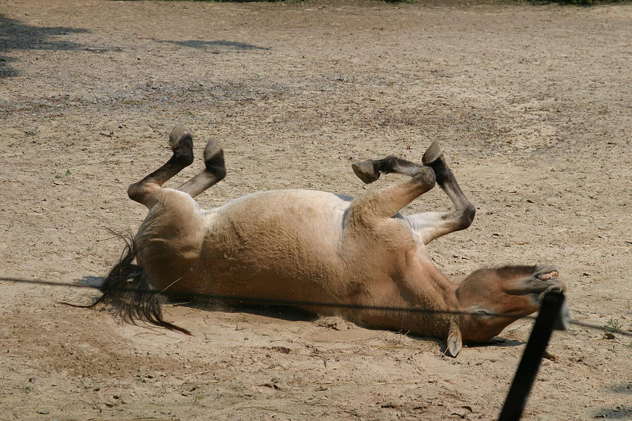 Animal Photograph - National Zoo - Donkey - 121211 by DC Photographer