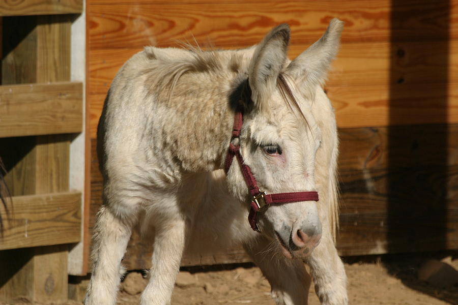 Animal Photograph - National Zoo - Donkey - 12124 by DC Photographer